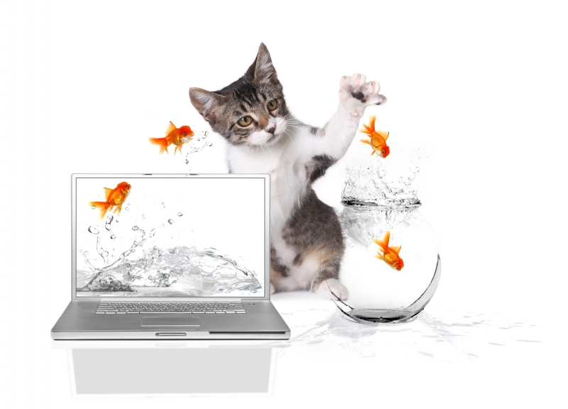 Katt guldfisk laptop